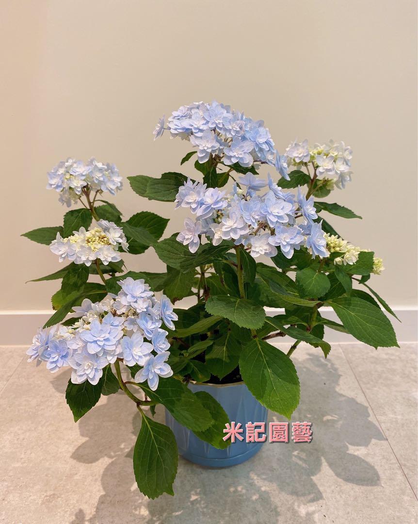 淺藍色繡球花 128 1盤 花名 佳澄 傢俬 家居 Gardening Plants Carousell