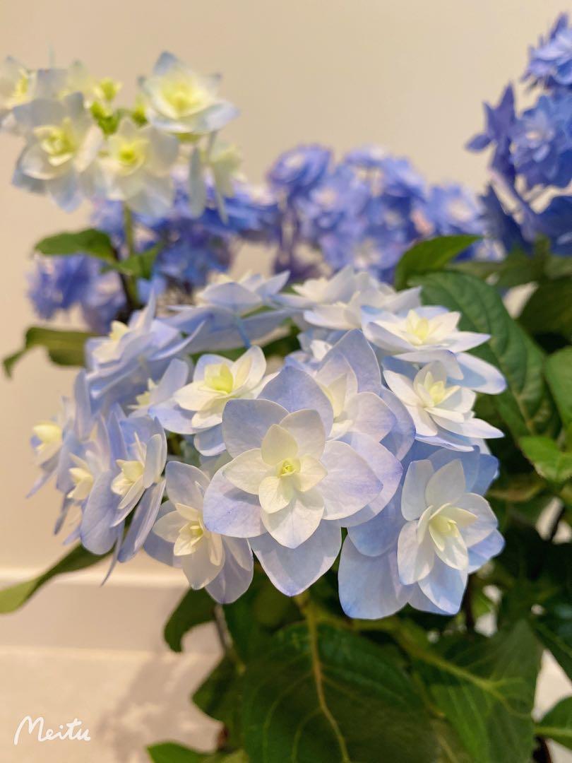 藍色繡球花 128 1盤 花名 小町 傢俬 家居 Gardening Plants Carousell