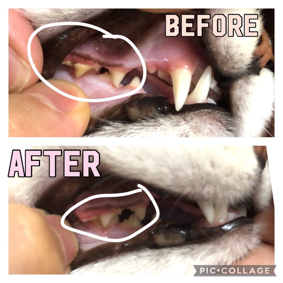 貓洗牙貓清牙石上門寵物洗牙免麻醉貓保母 寵物用品 寵物食品 Carousell