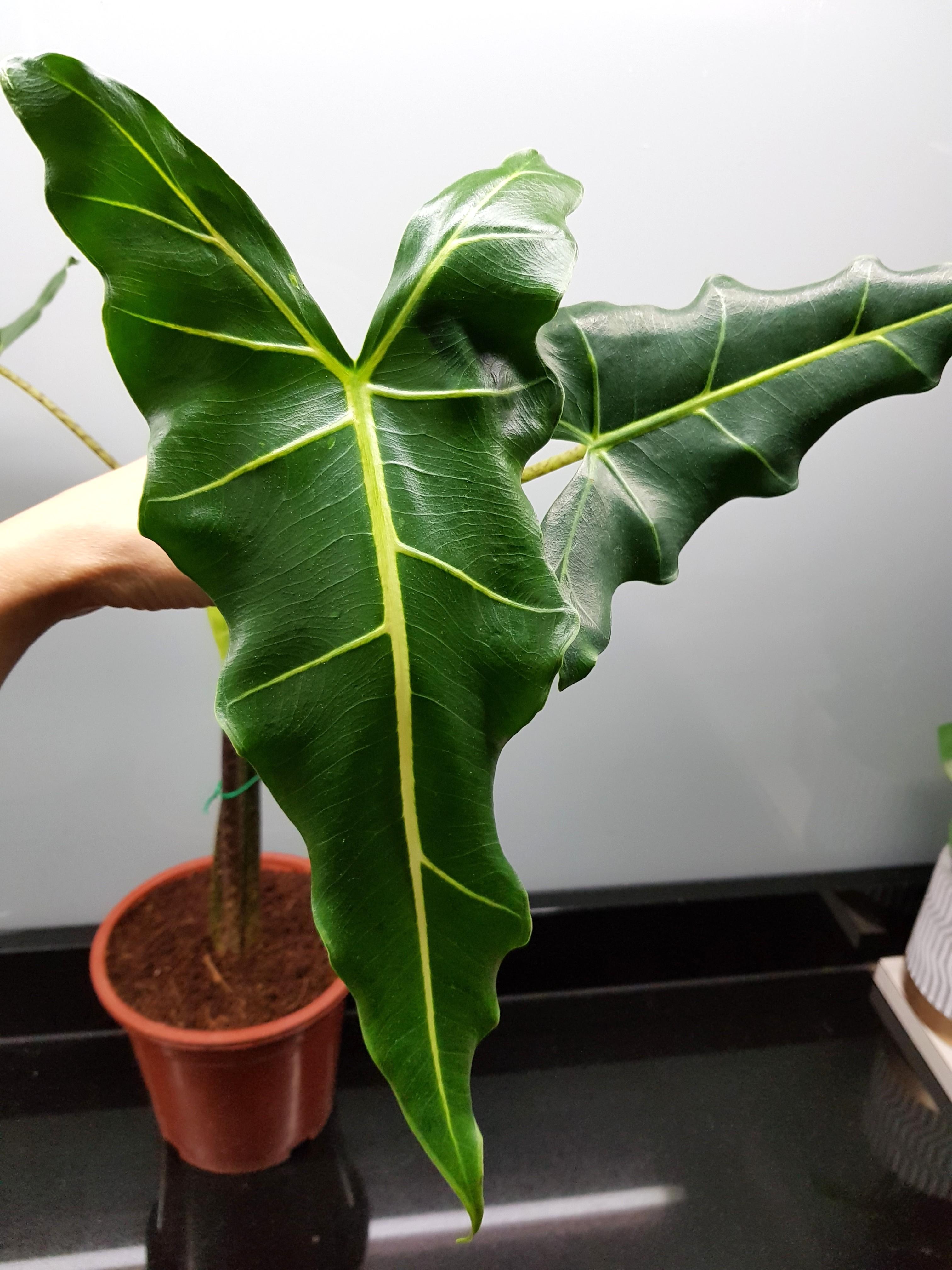 Sale Alocasia Sarian Furniture Home Living Gardening Plants Seeds On Carousell