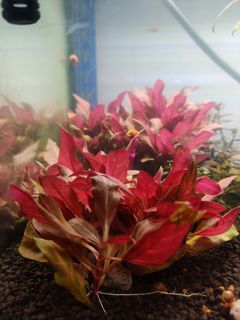 (Category: ) located in . Submitted by fchye19 (Listing ID 1048153824, Image 1). Description: .