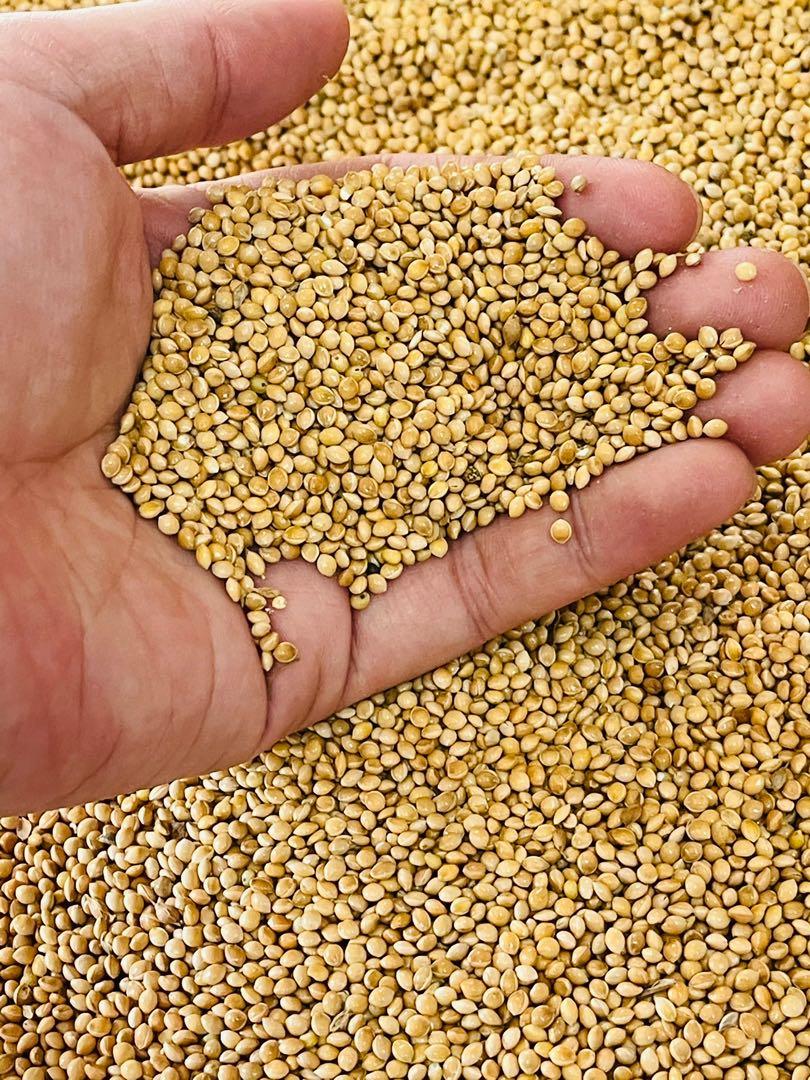 BIRD SEED white millet 1kg, Pet Supplies, Pet Food on Carousell