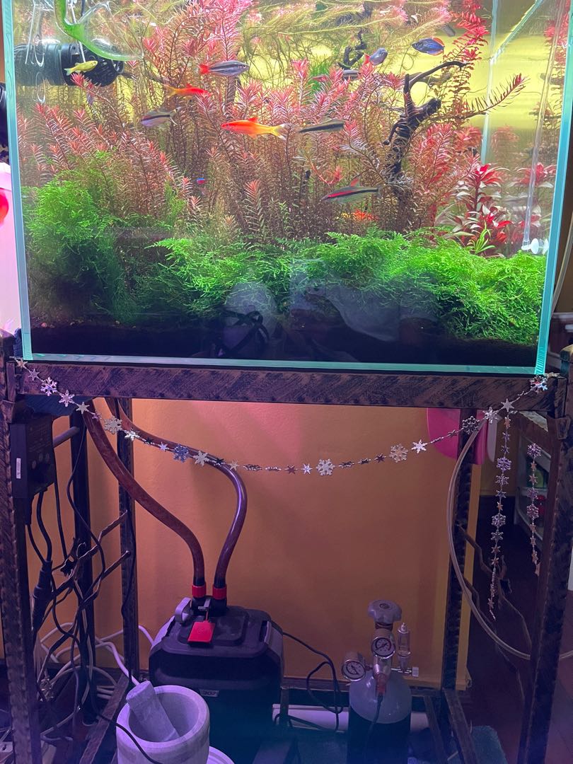Complete Fish Tank Setup, Pet Supplies, Homes & Other Pet Accessories ...