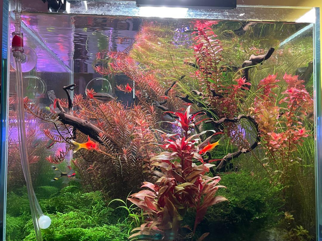 Complete Fish Tank Setup, Pet Supplies, Homes & Other Pet Accessories ...
