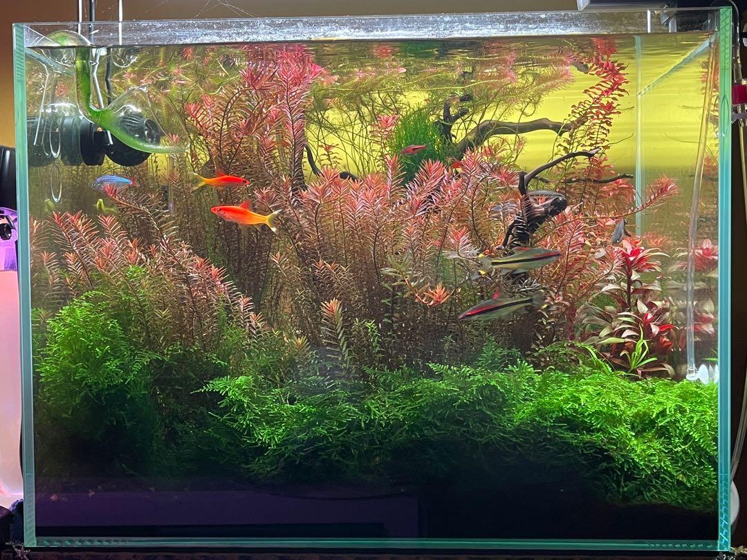 Complete Fish Tank Setup, Pet Supplies, Homes & Other Pet Accessories ...