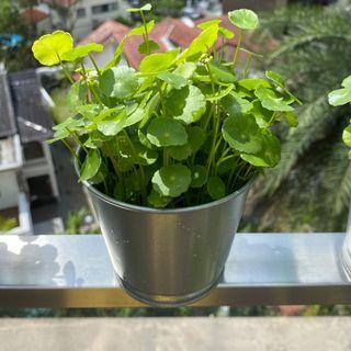 Affordable Aquaponic For Sale Gardening Carousell Singapore