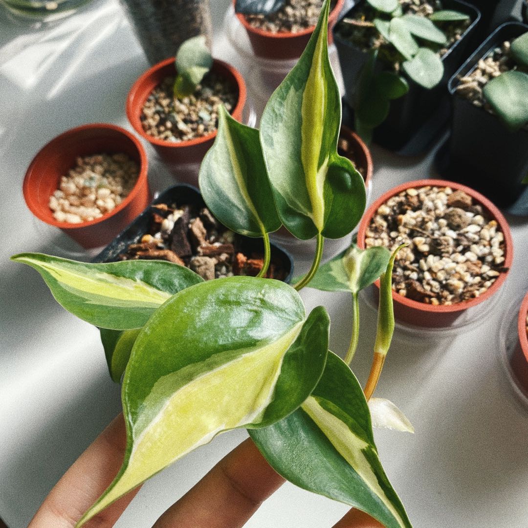 Philodendron Gabby