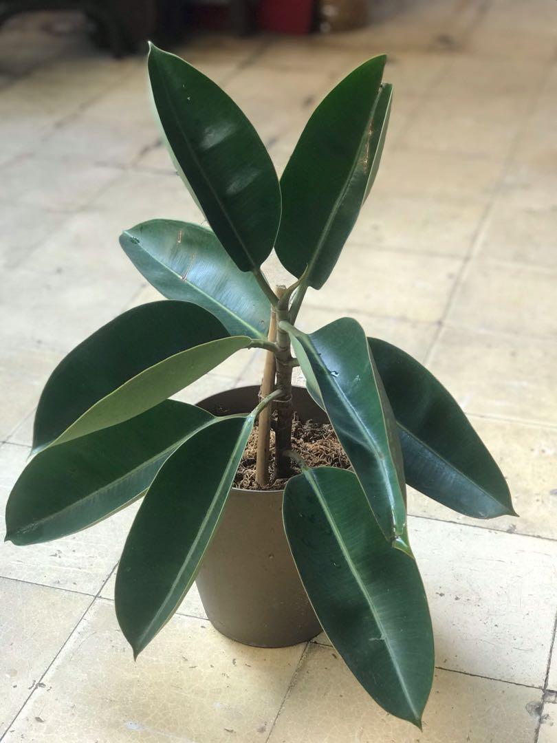 Rare plants for sale, Furniture & Home Living, Gardening, Plants