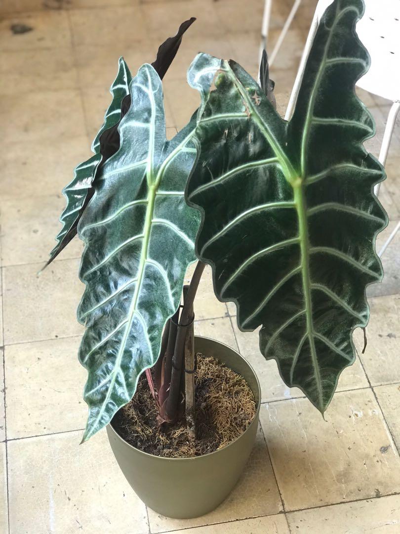 Rare plants for sale, Furniture & Home Living, Gardening, Plants