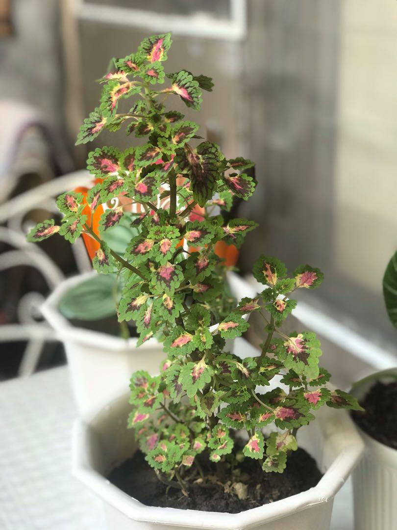 Rare plants for sale, Furniture & Home Living, Gardening, Plants