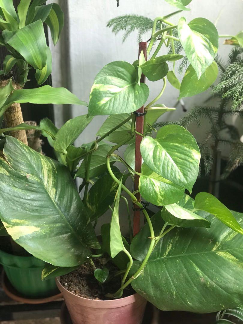 Rare plants for sale, Furniture & Home Living, Gardening, Plants