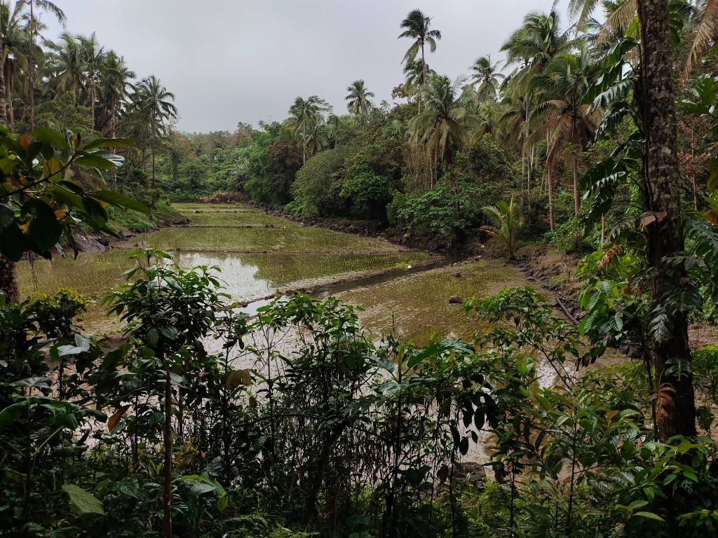 3 Hectares (30000 m2) Farm Lot in Brgy Tiawe Lucban Quezon, Property, For Sale, Lot on Carousell