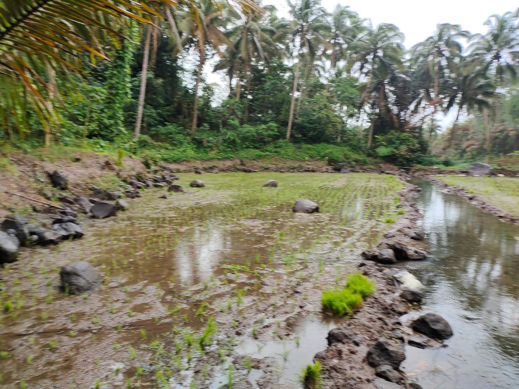 3 Hectares (30000 m2) Farm Lot in Brgy Tiawe Lucban Quezon, Property