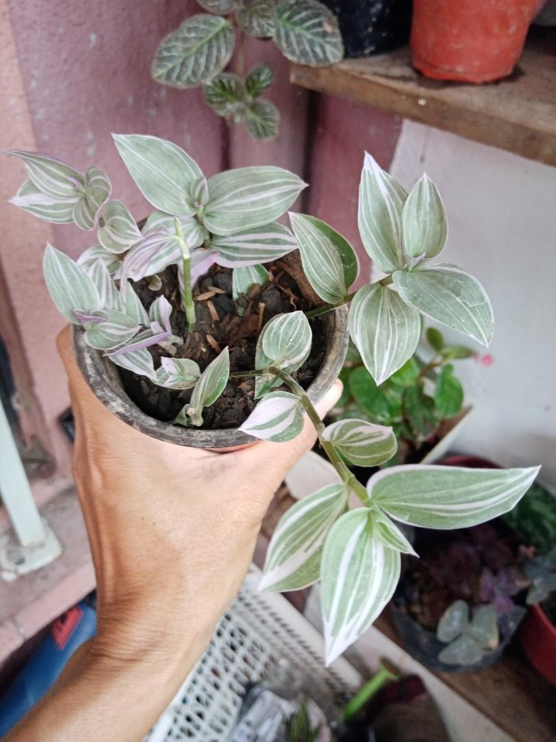 Lilac Wandering Jew In Mini Pots Low Price Furniture Home Living Gardening Plants Seeds On Carousell