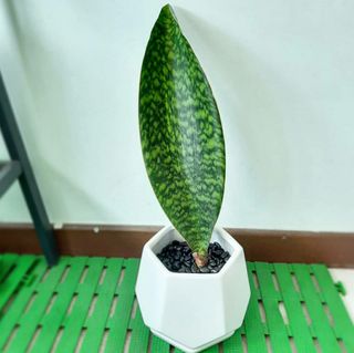 (Category: ) located in . Submitted by rumah.plants (Listing ID 1072809856, Image 1). Description: .