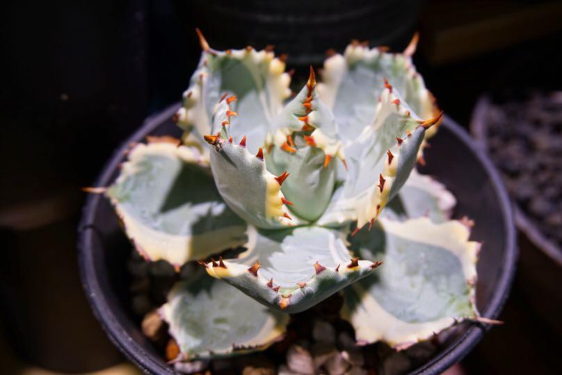 最終値引‼️ 王妃甲蟹錦 黄覆輪斑 連棘 標本大株