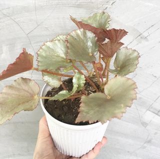 (Category: ) located in . Submitted by plantetc (Listing ID 1078512635, Image 1). Description: .