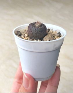 (Category: ) located in . Submitted by happyplanters (Listing ID 1078419923, Image 1). Description: .