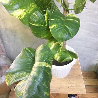 (Category: ) located in . Submitted by plantetc (Listing ID 1078514903, Image 1). Description: .
