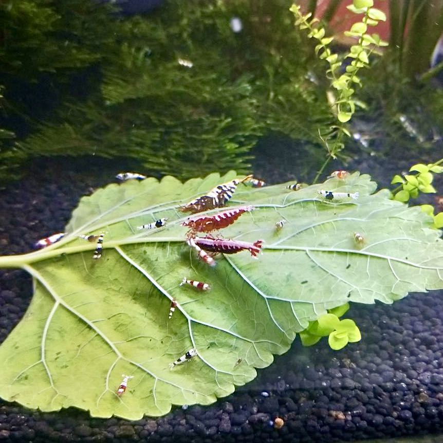 Mulberry Leaves Aquarium Food, Furniture & Home Living, Gardening