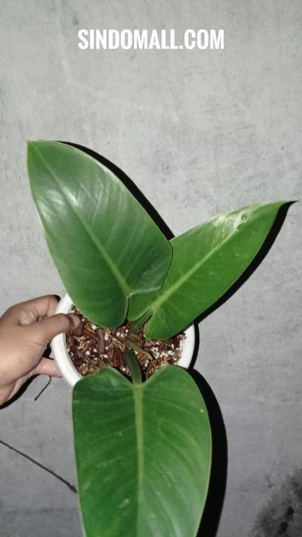 Philodendron Green Congo Variegated R300321 121 Furniture Home Living Gardening Plants Seeds On Carousell