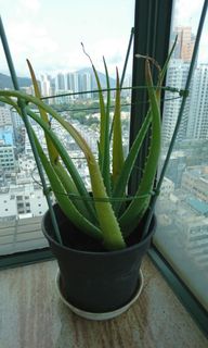 （分類：）位於 。 由 dwaica 提交（商品編號 1078568067，圖片 1）。簡介： 。