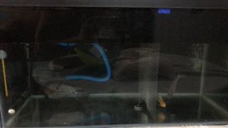 (Category: ) located in . Submitted by quhrry (Listing ID 1073128714, Image 1). Description: .