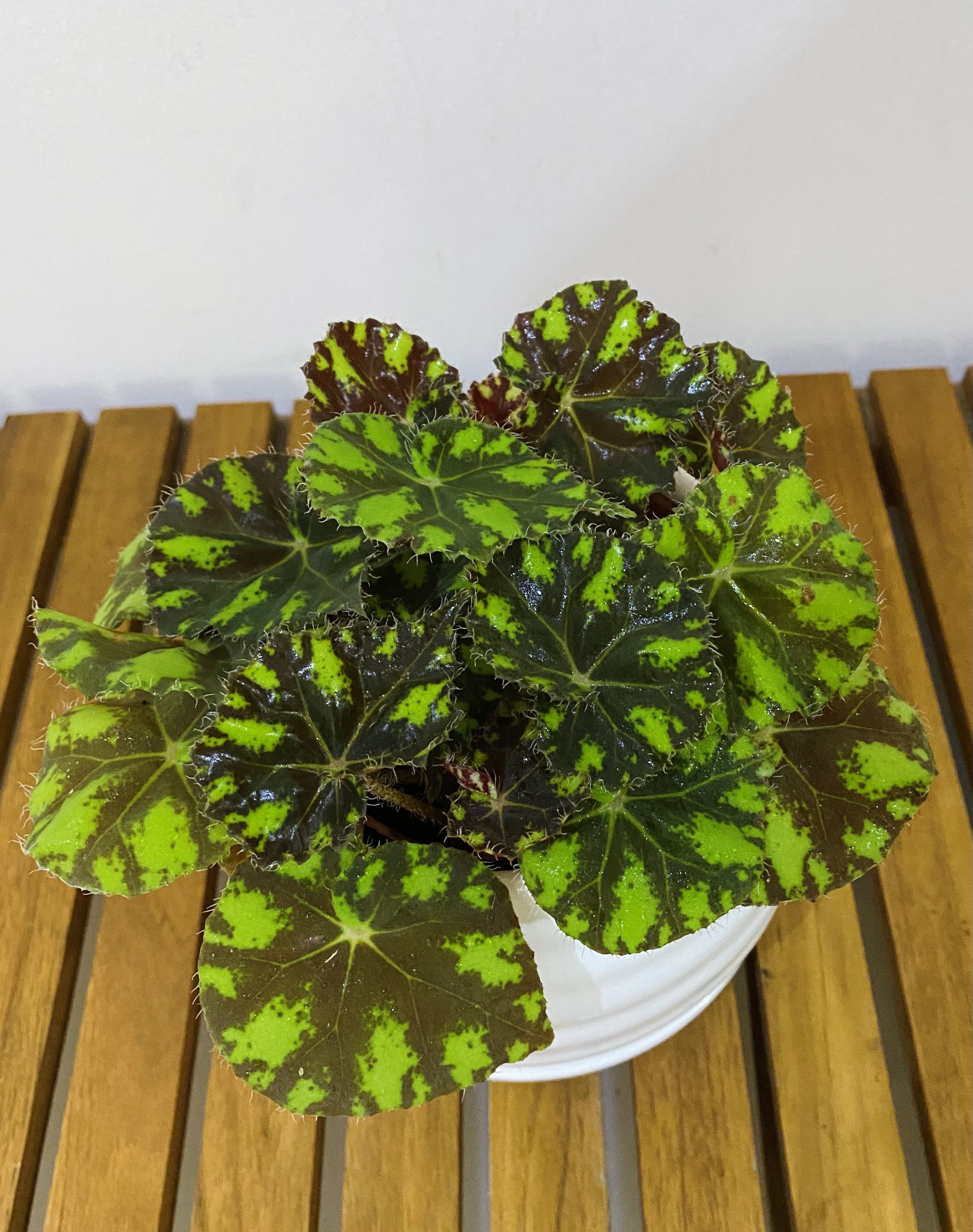 Begonia Tiger Paws Eyelash Begonia Furniture Home Living Gardening Plants Seeds On Carousell