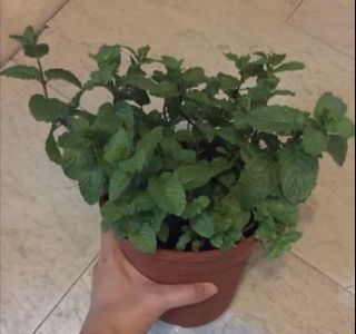 (Category: ) located in . Submitted by kawaii.singapore (Listing ID 1073084580, Image 1). Description: .