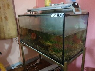 (Category: ) located in . Submitted by dibsterz (Listing ID 1073071198, Image 1). Description: .