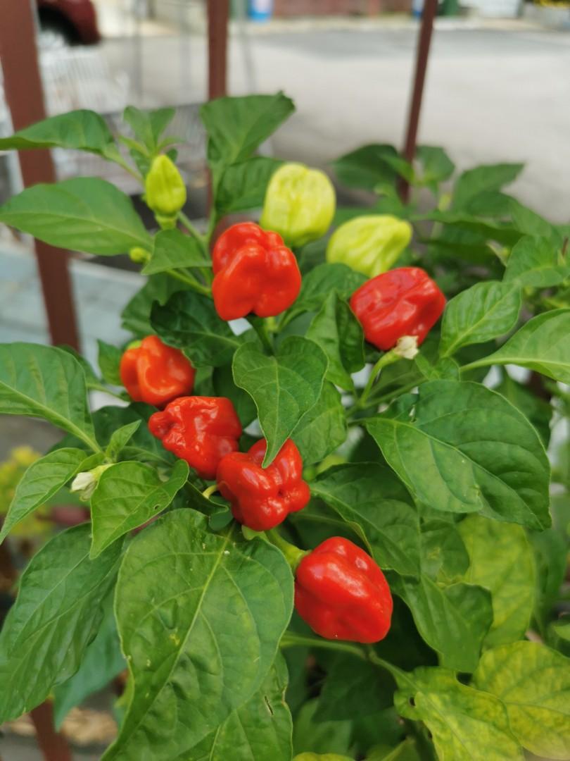 [最も人気のある！] dragon�s breath pepper seeds for sale 227989
