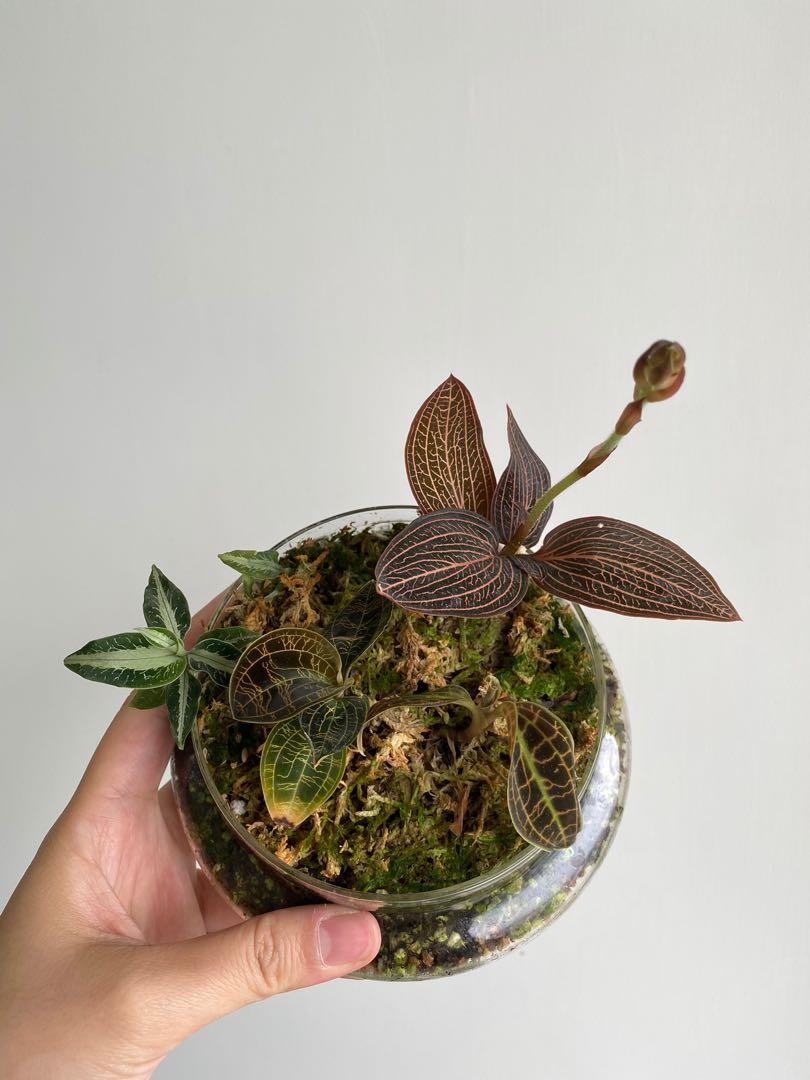Jewel Orchid Terrarium 寶石蘭 3 Types 傢俬 家居 園藝 園藝工具和裝飾品 Carousell