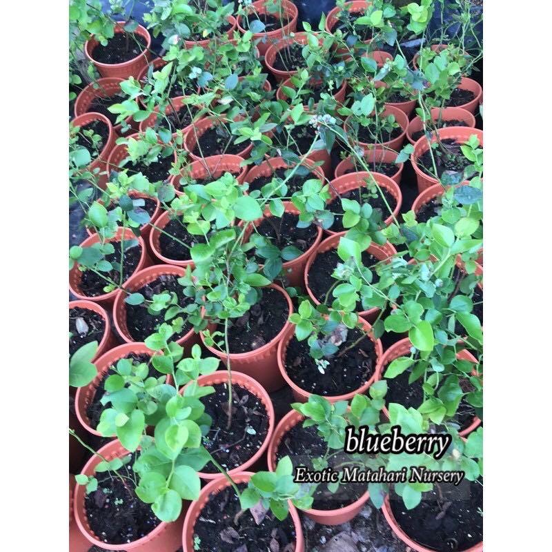 Blueberry: Buah Kecil, Konten Maksimal Buat Kesehatanmu! 🫐💪