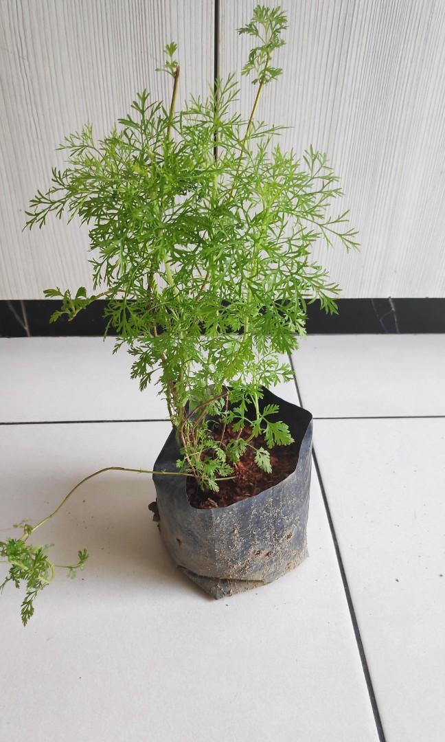 Pokok Ulam Mak Wan Fake Dill Halau Nyamuk Home Furniture Gardening On Carousell