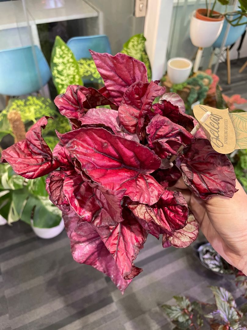 Begonia Inca Flame, Furniture & Home Living, Gardening, Plants & Seeds on  Carousell