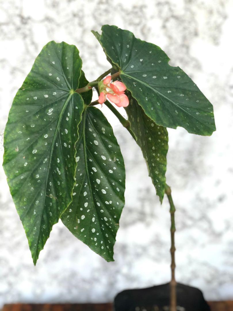 Begonia Maculata Dotted Begonia Furniture Home Living Gardening Plants Seeds On Carousell