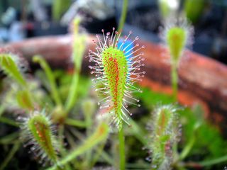 （分類：）位於 。 由 green_ikido 提交（商品編號 1073775498，圖片 1）。簡介： 。