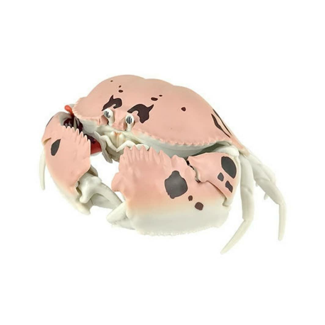 全新 旺角店現貨 Bandai Kani かに140mm 超巨大螃蟹扭蛋04 逍遙饅頭蟹生物圖鑑甲殼類第一彈 螃蟹 興趣及遊戲 玩具 遊戲類