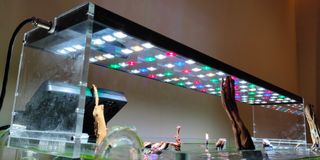 (Category: ) located in . Submitted by imagesbyjson (Listing ID 1073680585, Image 1). Description: .