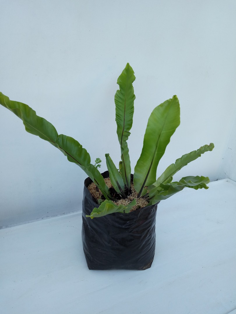 Birds Nest, Furniture & Home Living, Gardening, Plants & Seeds on Carousell