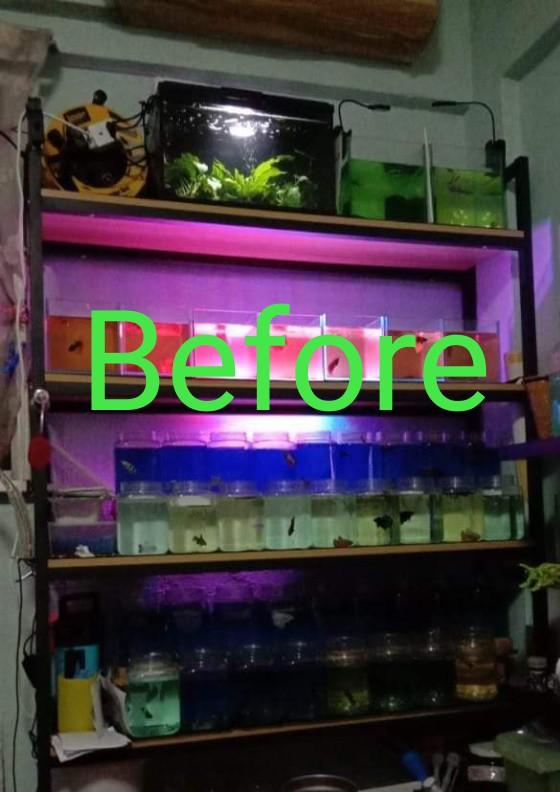 Selling Betta plastic container, Pet Supplies, Homes & Other Pet