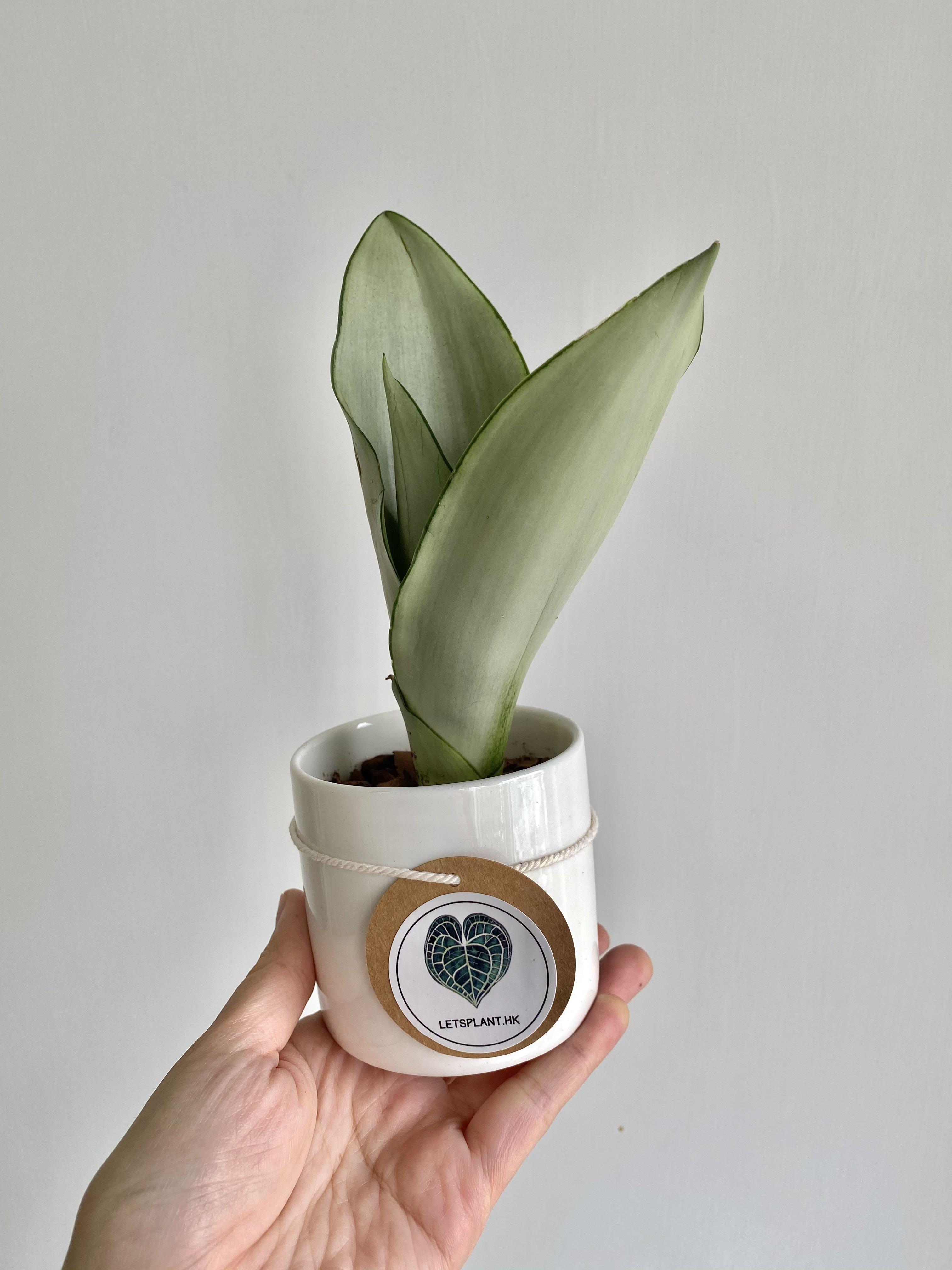月光虎尾蘭連盆moonshine Sansevieria With Pot 室內植物盆栽淨化空氣 傢俬 家居 Gardening Plants Carousell