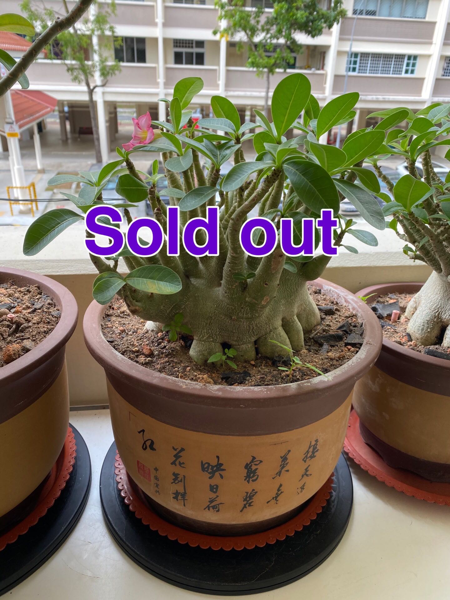 Adenium 名种富贵花 八方根 Furniture Home Living Gardening Plants Seeds On Carousell