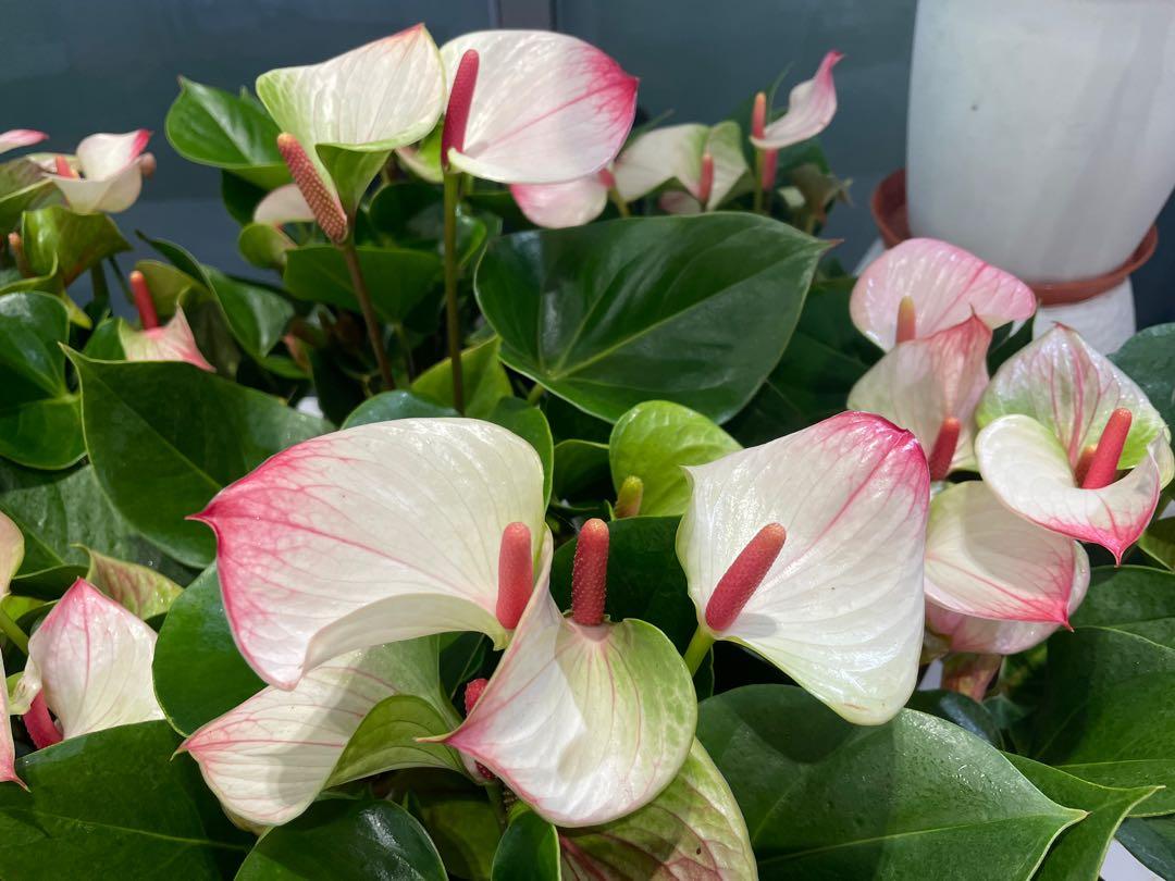 Anthurium Princess Amalia Hot Lips, Furniture & Home