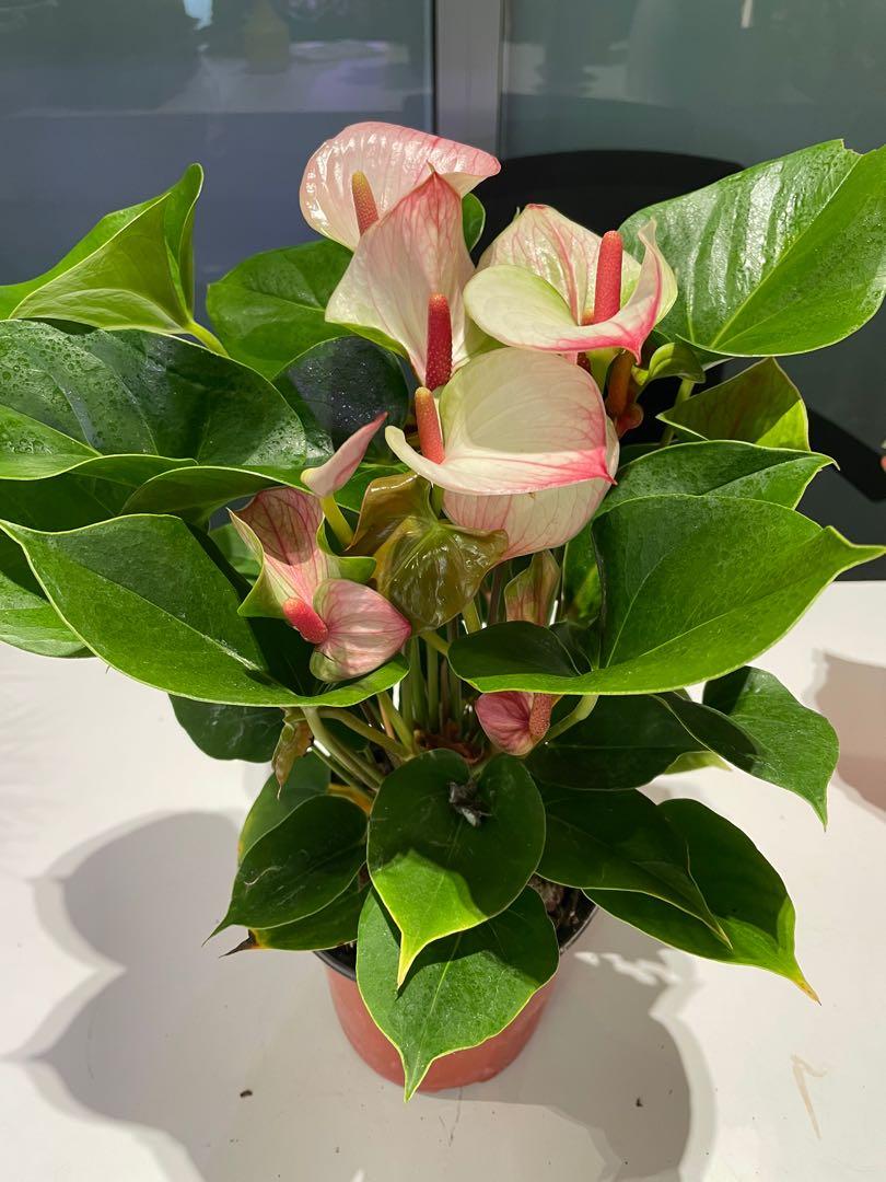 Anthurium Princess Amalia Hot Lips, Furniture & Home