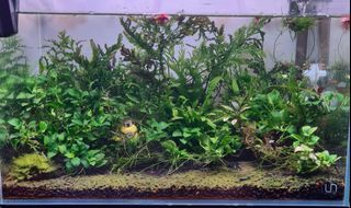 (Category: ) located in . Submitted by algaeboy (Listing ID 1073862571, Image 1). Description: .