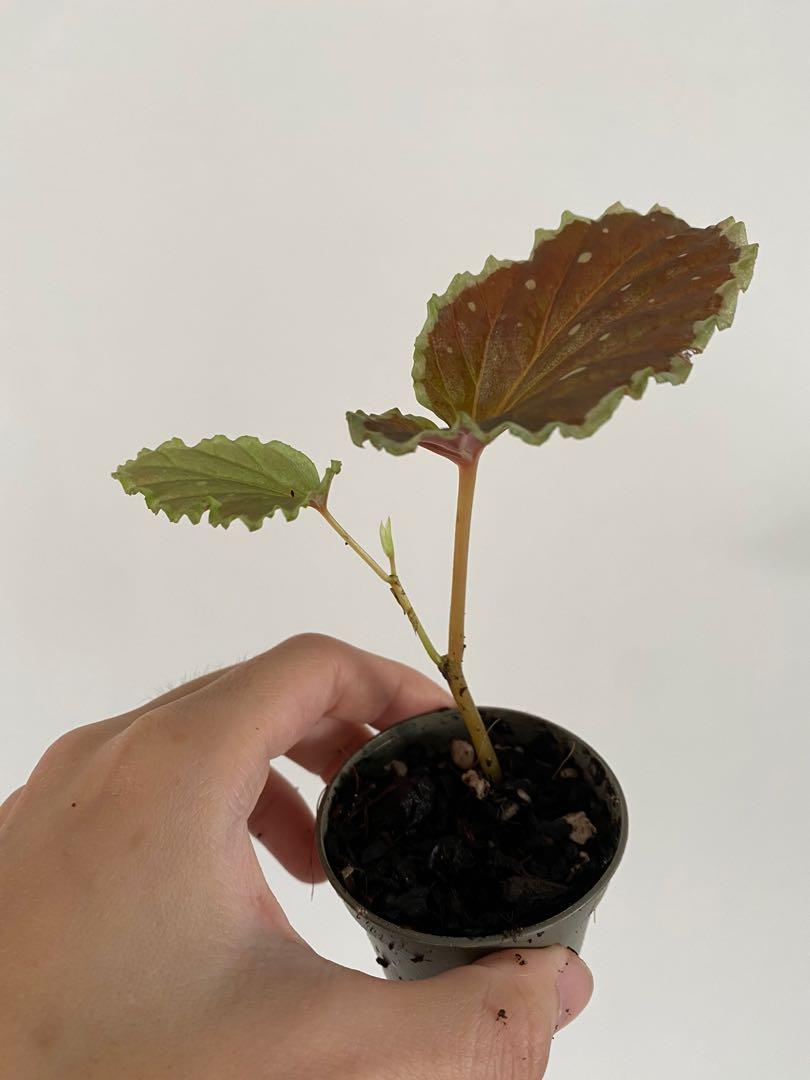 Begonia Darth vaderiana x malachosticta hybrid, Furniture & Home Living,  Gardening, Plants & Seeds on Carousell