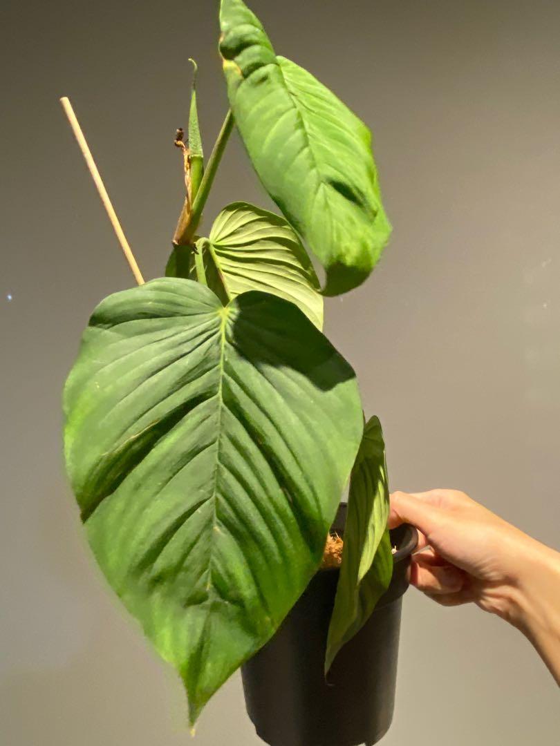 philodendron prince of red Philodendron Prince of Orange  The Plant Boys