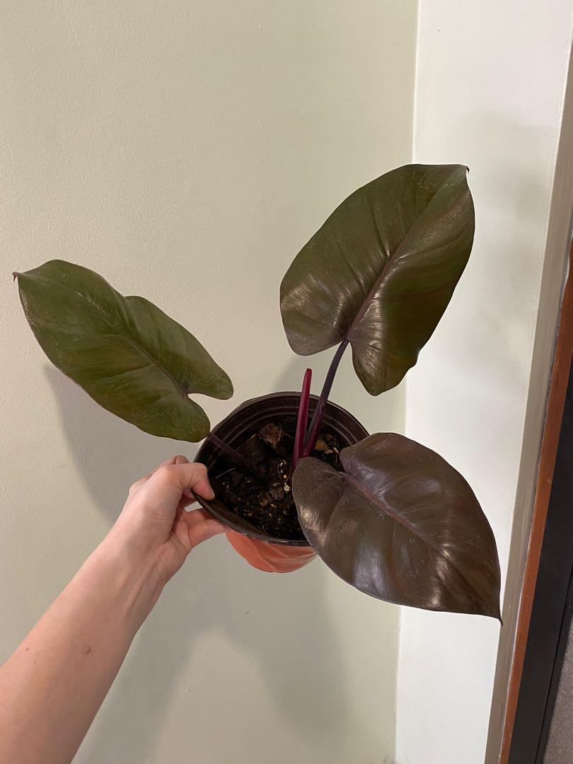 Philodendron Royal Queen 3 Perfect Leaves Furniture Home Living Gardening Plants Seeds On Carousell