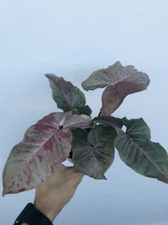 (Category: ) located in . Submitted by happyplanters (Listing ID 1073823947, Image 1). Description: .